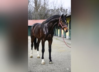 Zangersheide, Semental, 3 años, 170 cm, Castaño oscuro