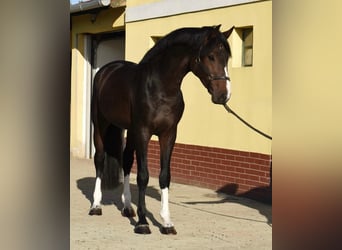 Zangersheide, Semental, 3 años, 170 cm, Castaño oscuro