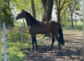 Zangersheide, Semental, 3 años, 170 cm, Castaño rojizo