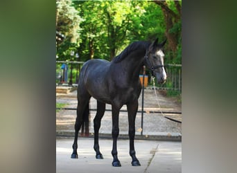 Zangersheide, Semental, 3 años, 170 cm, Tordillo negro