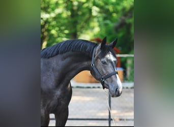 Zangersheide, Semental, 3 años, 170 cm, Tordillo negro