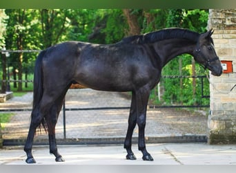 Zangersheide, Semental, 3 años, 170 cm, Tordillo negro