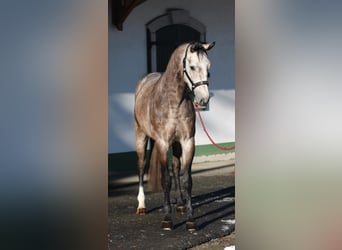 Zangersheide, Semental, 3 años, 170 cm, Tordo