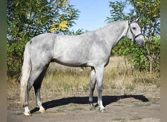 Zangersheide, Semental, 3 años, 170 cm, Tordo