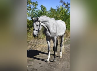 Zangersheide, Semental, 3 años, 170 cm, Tordo
