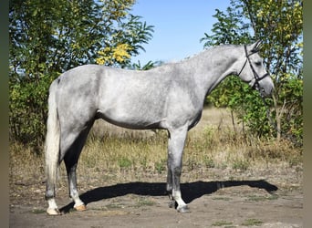 Zangersheide, Semental, 3 años, 170 cm, Tordo