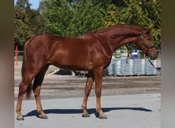 Zangersheide, Semental, 3 años, 171 cm, Alazán