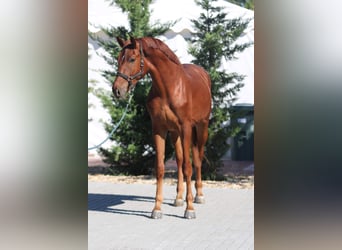 Zangersheide, Semental, 3 años, 171 cm, Alazán