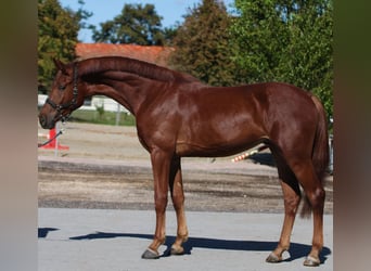 Zangersheide, Semental, 3 años, 171 cm, Alazán