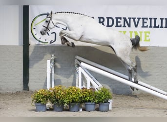 Zangersheide, Semental, 3 años, 171 cm