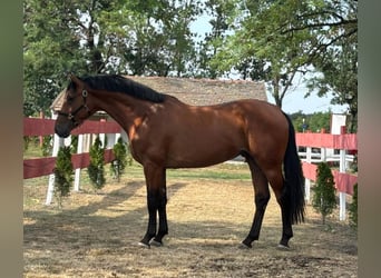 Zangersheide, Semental, 3 años, 171 cm, Castaño