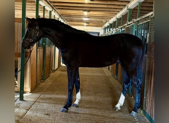 Zangersheide, Semental, 3 años, 171 cm, Negro