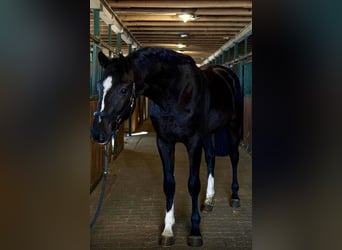 Zangersheide, Semental, 3 años, 171 cm, Negro