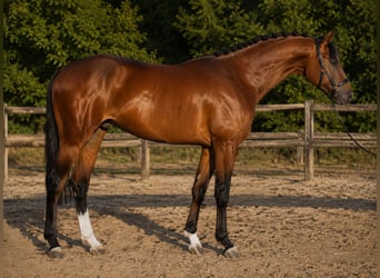 Zangersheide, Semental, 3 años, 172 cm, Castaño rojizo