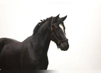 Zangersheide, Semental, 3 años, 174 cm, Negro