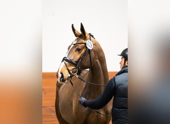 Zangersheide, Semental, 3 años, 175 cm, Castaño rojizo