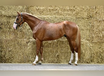 Zangersheide, Semental, 3 años
