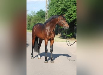 Zangersheide, Semental, 3 años