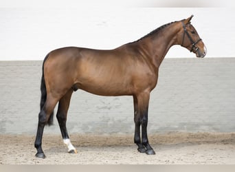 Zangersheide, Semental, 3 años, Castaño