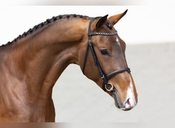 Zangersheide, Semental, 3 años, Castaño