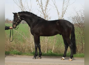 Zangersheide, Semental, 3 años, Negro