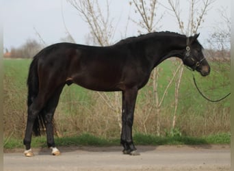 Zangersheide, Semental, 3 años, Negro