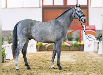 Zangersheide, Semental, 3 años, Tordo