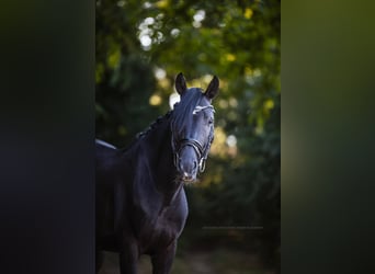Zangersheide, Semental, 4 años, 150 cm, Negro