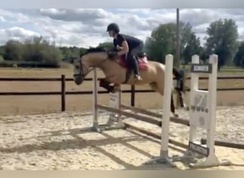 Zangersheide, Semental, 4 años, 152 cm, Buckskin/Bayo