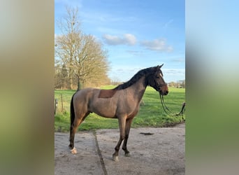 Zangersheide, Semental, 4 años, 153 cm, Castaño