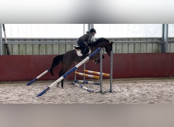 Zangersheide, Semental, 4 años, 153 cm, Castaño