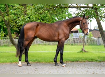 Zangersheide, Semental, 4 años, 156 cm, Castaño