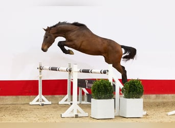 Zangersheide, Semental, 4 años, 157 cm, Castaño oscuro