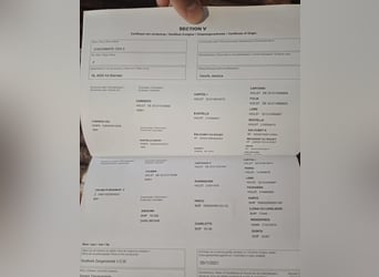 Zangersheide, Semental, 4 años, 164 cm