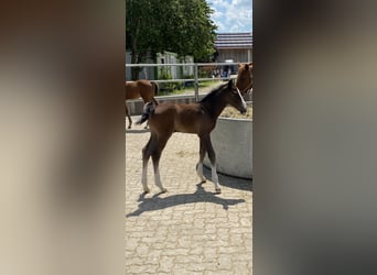 Zangersheide, Semental, 4 años, 164 cm, Tordo