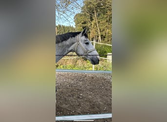 Zangersheide, Semental, 4 años, 164 cm, Tordo