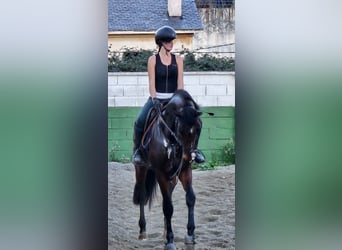 Zangersheide, Semental, 4 años, 165 cm, Castaño oscuro