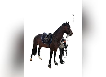 Zangersheide, Semental, 4 años, 165 cm, Castaño oscuro