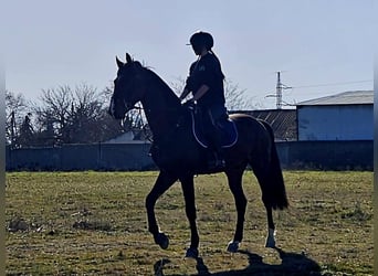 Zangersheide, Semental, 4 años, 165 cm, Castaño oscuro