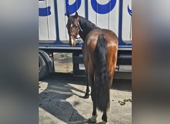 Zangersheide, Semental, 4 años, 165 cm, Castaño oscuro