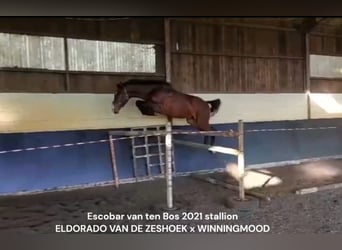 Zangersheide, Semental, 4 años, 165 cm, Castaño oscuro