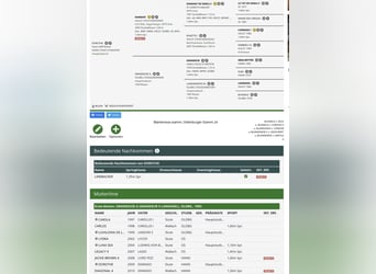 Zangersheide, Semental, 4 años, 167 cm, Alazán