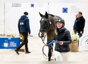 Zangersheide, Semental, 4 años, 167 cm, Castaño oscuro