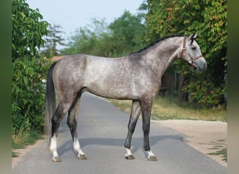 Zangersheide, Semental, 4 años, 168 cm, Castaño oscuro