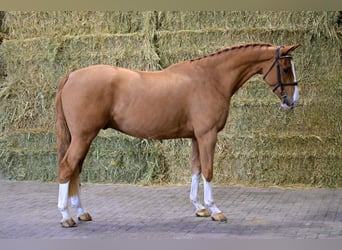 Zangersheide, Semental, 4 años, 169 cm, Alazán