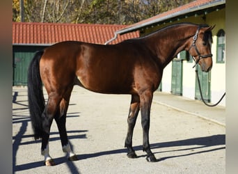 Zangersheide, Semental, 4 años, 170 cm, Castaño