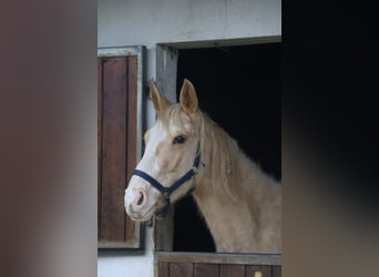 Zangersheide, Semental, 4 años, 170 cm, Palomino