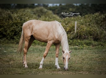 Zangersheide, Semental, 4 años, 170 cm, Palomino