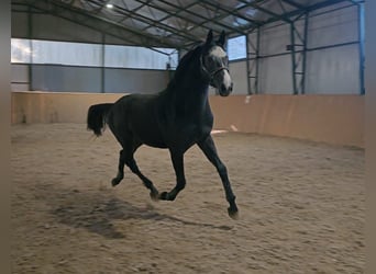 Zangersheide, Semental, 4 años, 170 cm, Tordo