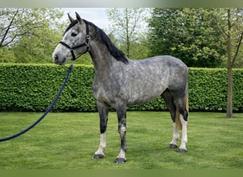 Zangersheide, Semental, 4 años, 170 cm, Tordo rodado